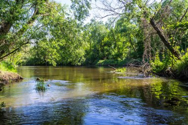 Vahşi bir nehir merkezi Polonya'da akan