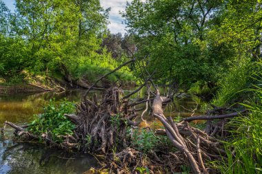 Nehir bir güneşli bahar gününde.