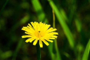 Bahar çiçekleri Bahçe ve çayır