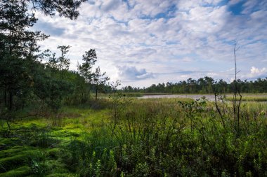Yaz peyzaj vahşi bir nehir üzerinde