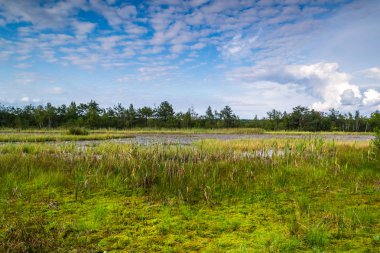 Yaz peyzaj vahşi bir nehir üzerinde