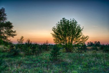 Batan güneşin Işıklı ağaçlar olan bir alana