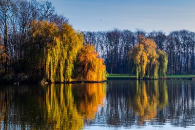 Bir sonbahar günü kuşlarda gölet.