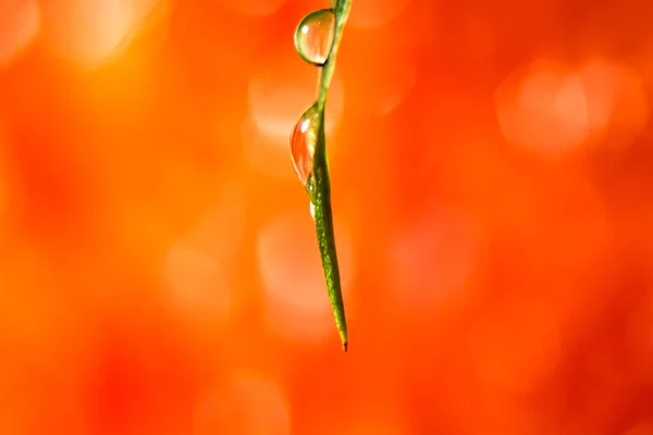 Een Druppel Water Een Blad — Stockfoto