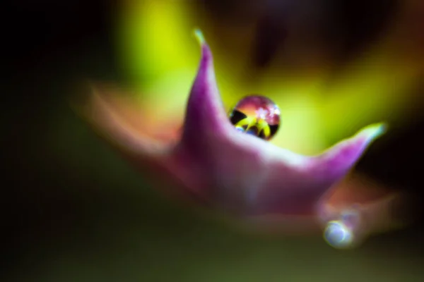 Bir Damla Çiçeği Üzerinde — Stok fotoğraf