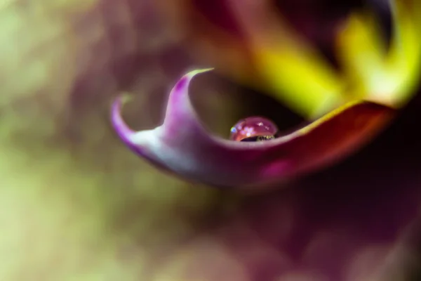 Uma Gota Água Flor — Fotografia de Stock