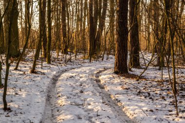 Kışın bir çam ormanı.