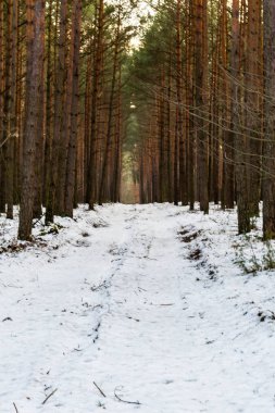 Kışın bir çam ormanı.