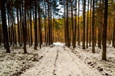 Kışın bir çam ormanı.