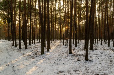 Kışın bir çam ormanı.