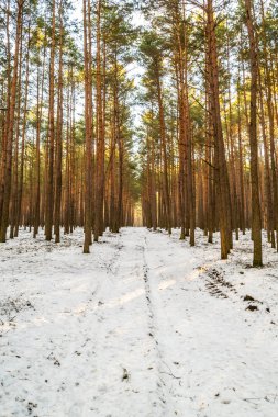 Kışın bir çam ormanı.