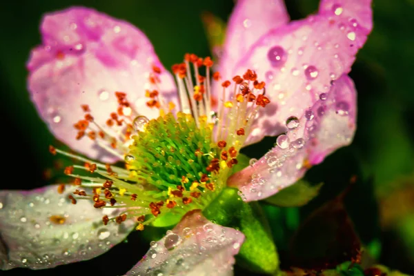 Fiori Primaverili Raffigurati Uno Sfondo Dipinto Sfocato — Foto Stock