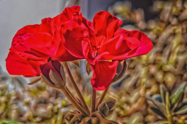 Fiori Primaverili Raffigurati Uno Sfondo Dipinto Sfocato — Foto Stock