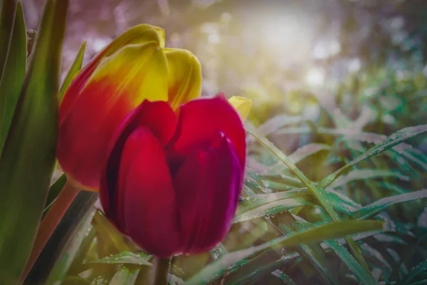 Colori Primaverili Dei Fiori Tulipano — Foto Stock