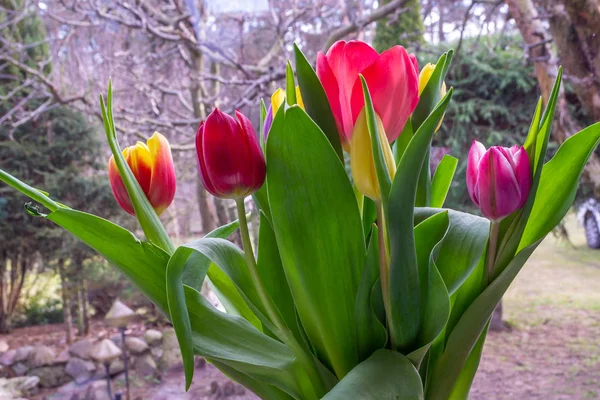 Spring Colors Tulip Flowers — Stock Photo, Image