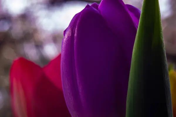 Colori Primaverili Dei Fiori Tulipano — Foto Stock