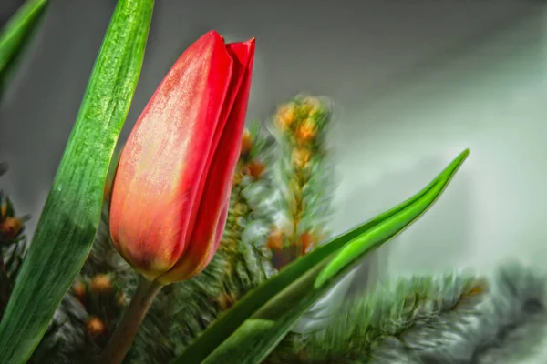 Colori Primaverili Dei Fiori Tulipano — Foto Stock