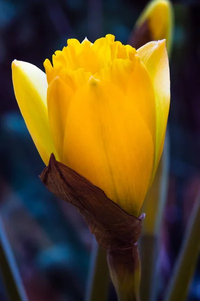 Colores Primaverales Flores Narcisos — Foto de Stock