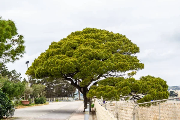 Plantas Interesantes Encontradas Malta Una Isla Mediterráneo — Foto de Stock