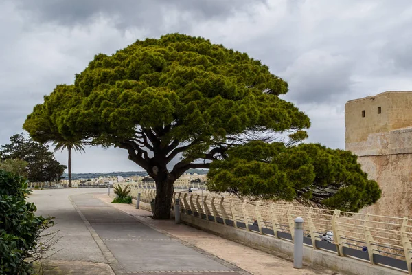 Plantas Interesantes Encontradas Malta Una Isla Mediterráneo — Foto de Stock