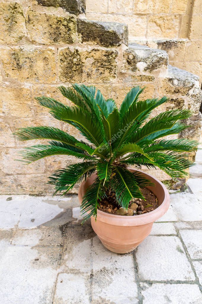 Interesting plants found in Malta, an island in the Mediterranean.