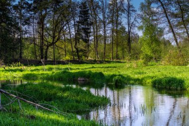 Polonya 'da bahar günü Gizemli Nehir Mezarlığı