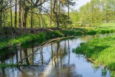 Polonya 'da bahar günü Gizemli Nehir Mezarlığı