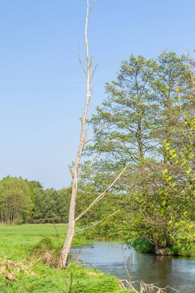 Polonya 'da bahar günü Gizemli Nehir Mezarlığı