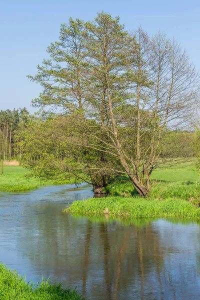 Таинственная Река Грабия Весной Польша — стоковое фото