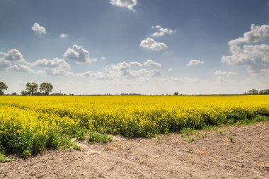 Çiçek açan bir tecavüz ile bahar alanı