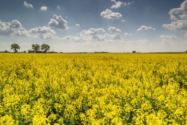 Çiçek açan bir tecavüz ile bahar alanı