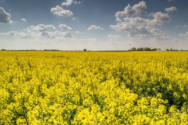 Çiçek açan bir tecavüz ile bahar alanı
