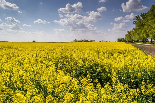 Fjäder Fält Med Blommande Våldtäkt — Stockfoto