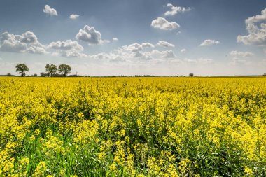 Güneşli bir günde tarlalarda sarı tecavüz çiçek açar..