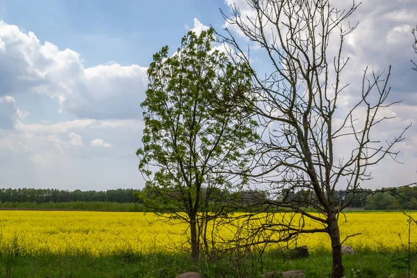 Flores Estupro Amarelas Campos Cultivados Dia Ensolarado — Fotografia de Stock