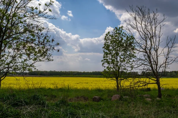 Flores Estupro Amarelas Campos Cultivados Dia Ensolarado — Fotografia de Stock