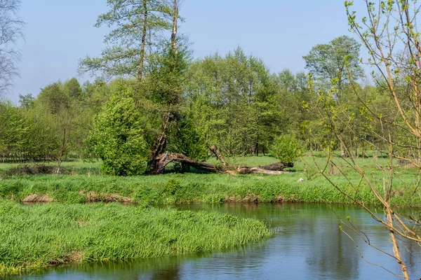 Záhadná Řeka Grabia Jaře Polsko — Stock fotografie