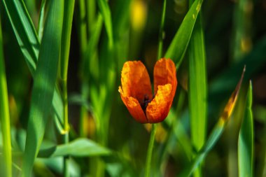 Wild plants and spring flowers.