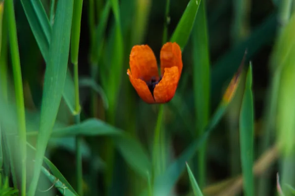 Plantas Selvagens Flores Primavera — Fotografia de Stock