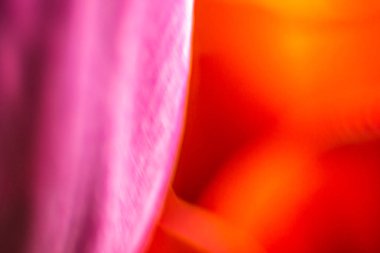 Daha fazla grafik çalışmaları için temel olarak renkli çiçeklenme laleler ile Arka planlar