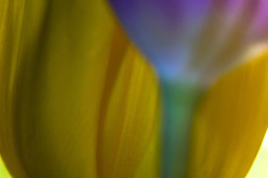 Daha fazla grafik çalışmaları için temel olarak renkli çiçeklenme laleler ile Arka planlar