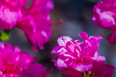 Grafik arka plan olarak bahar çiçekleri