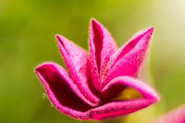 Grafik arka plan olarak bahar çiçekleri