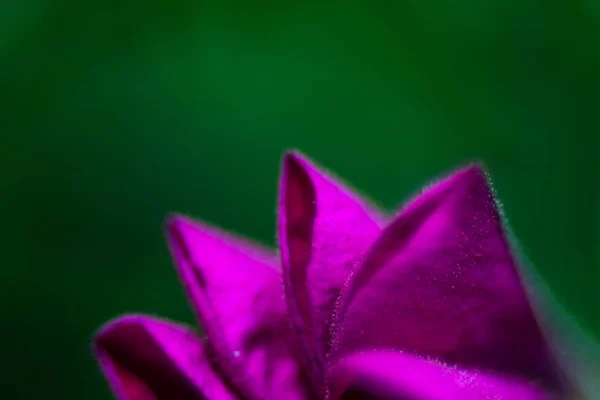 ดอกไม ใบไม นหล งกราฟ — ภาพถ่ายสต็อก