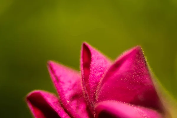 Jarní Květy Jako Grafické Pozadí — Stock fotografie