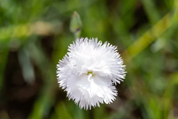 Natürlicher Hintergrund Der Blumen Der Makrofotografie Darstellt — Stockfoto