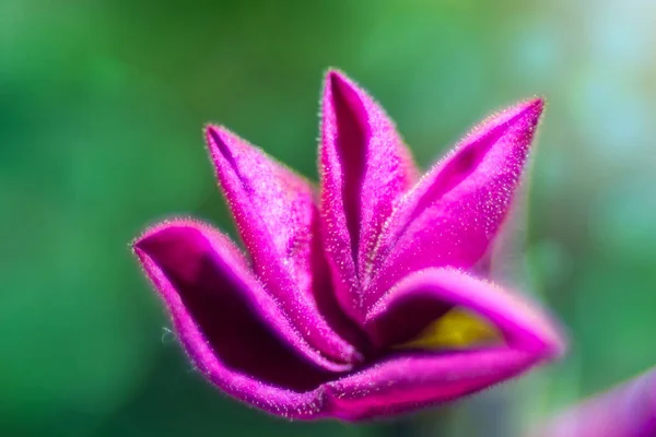 Natural Background Depicting Flowers Macro Photography — Stock Photo, Image