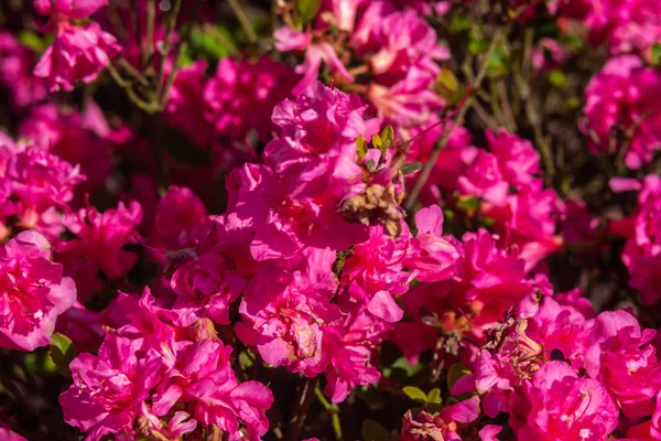Természetes Háttérrel Ábrázoló Virágok Makro Fotózás — Stock Fotó