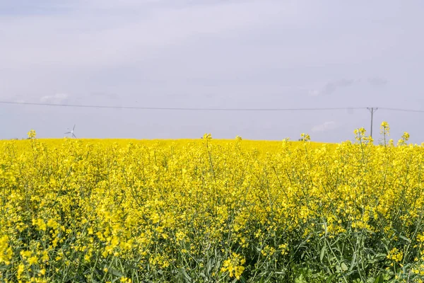 Colza Jaune Fleurit Sur Les Champs Cultivés Par Une Journée — Photo