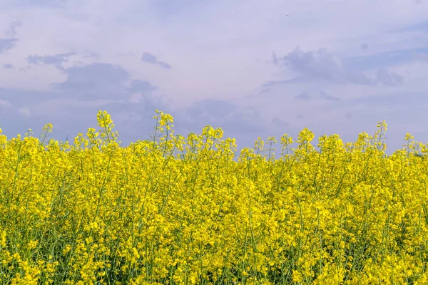 Colza Jaune Fleurit Sur Les Champs Cultivés Par Une Journée — Photo